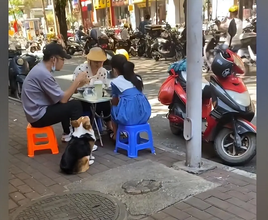 柯基每天去牛杂店蹭吃喝，不得已在它身上贴满了纸条，看清内容后客人乐了