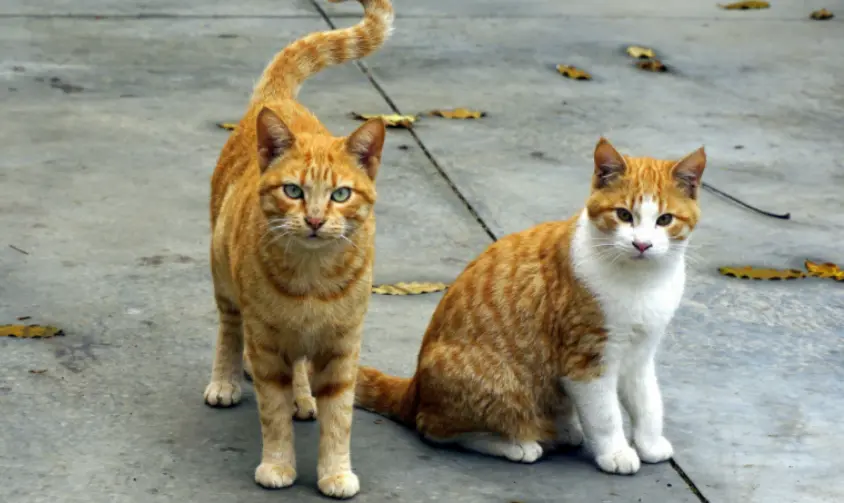 强行阻断猫咪交配，会有什么后果？