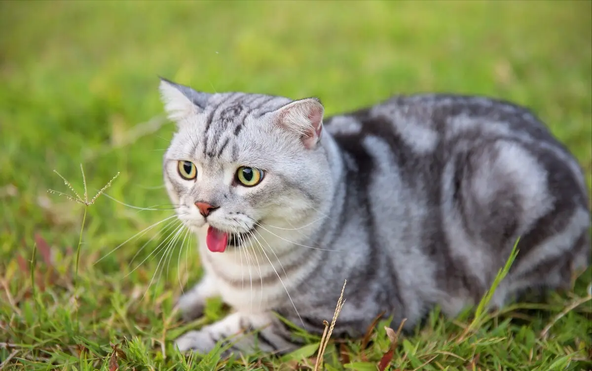 不同毛色的猫咪，它们的性格竟有所差异，准！