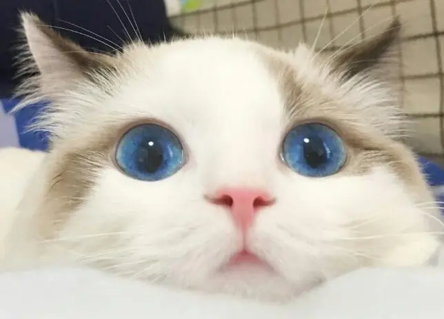 猫狗有泪痕了怎么处理？还它们一双漂亮的“卡姿兰”大眼睛