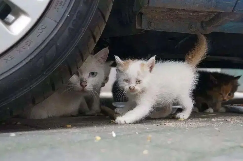 流浪猫咪被封公司20多天，无人喂食的情况下，艰难求生并产子