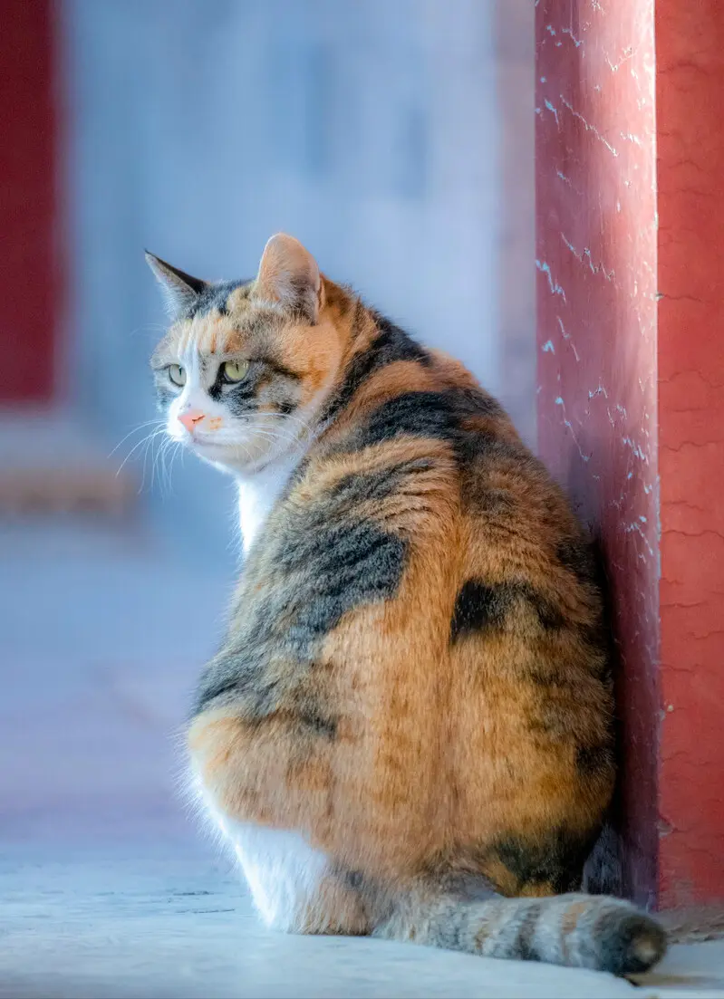 不同毛色的猫咪，它们的性格竟有所差异，准！