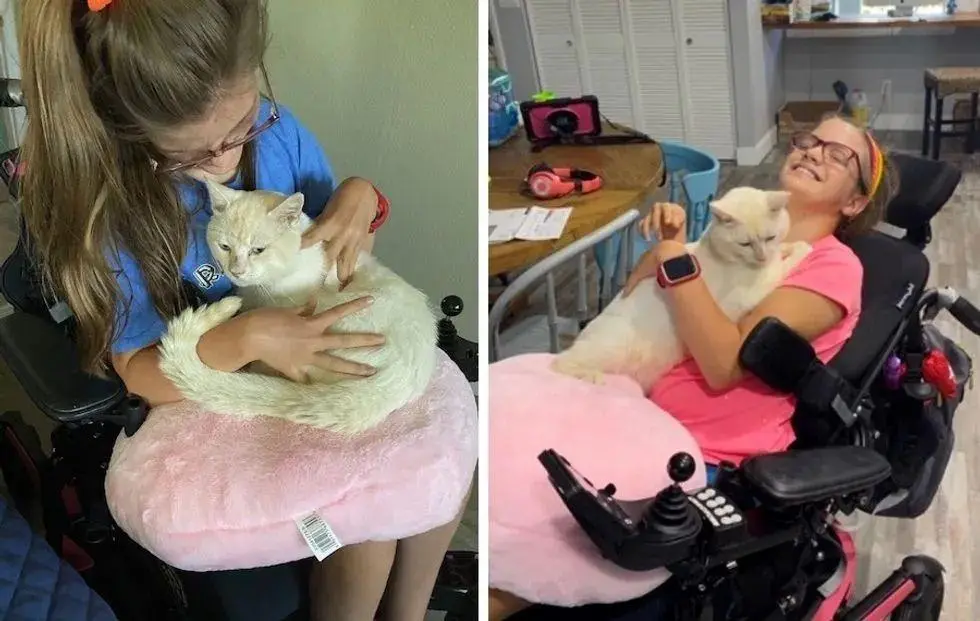 当一只流浪小猫，遇到一位轮椅女孩，互相陪伴和治愈着