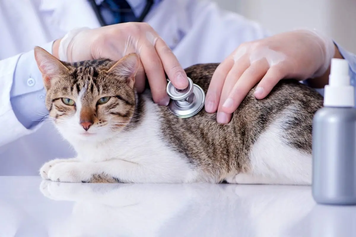 感染上猫传腹会导致什么后果？又该如何去发现和预防呢？