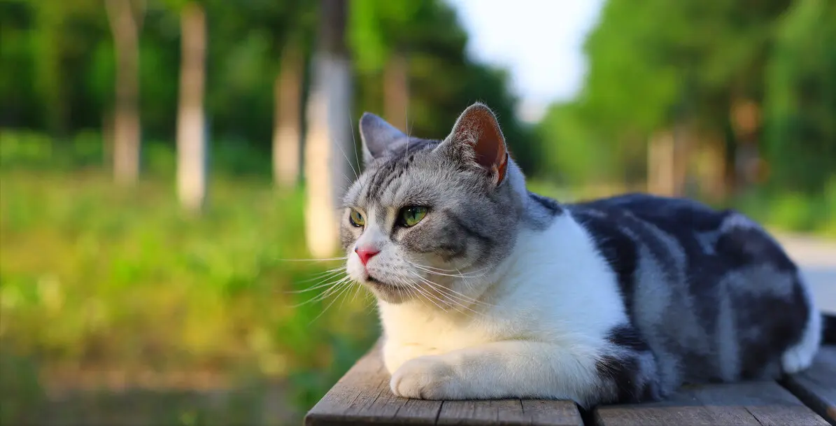 你养的猫咪，会暴露你的性格，别不信哦！