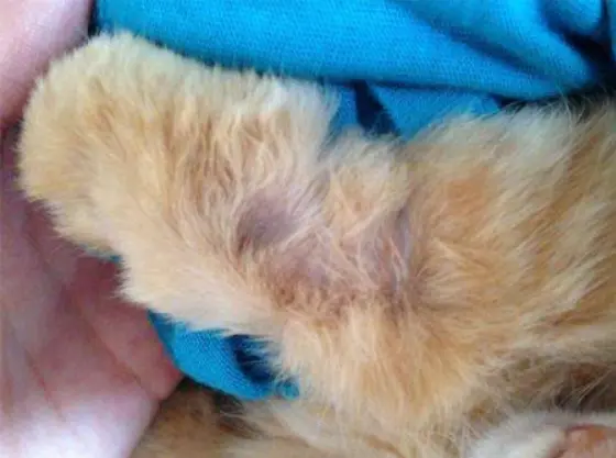 波斯猫掉毛严重，是什么原因导致的呢？