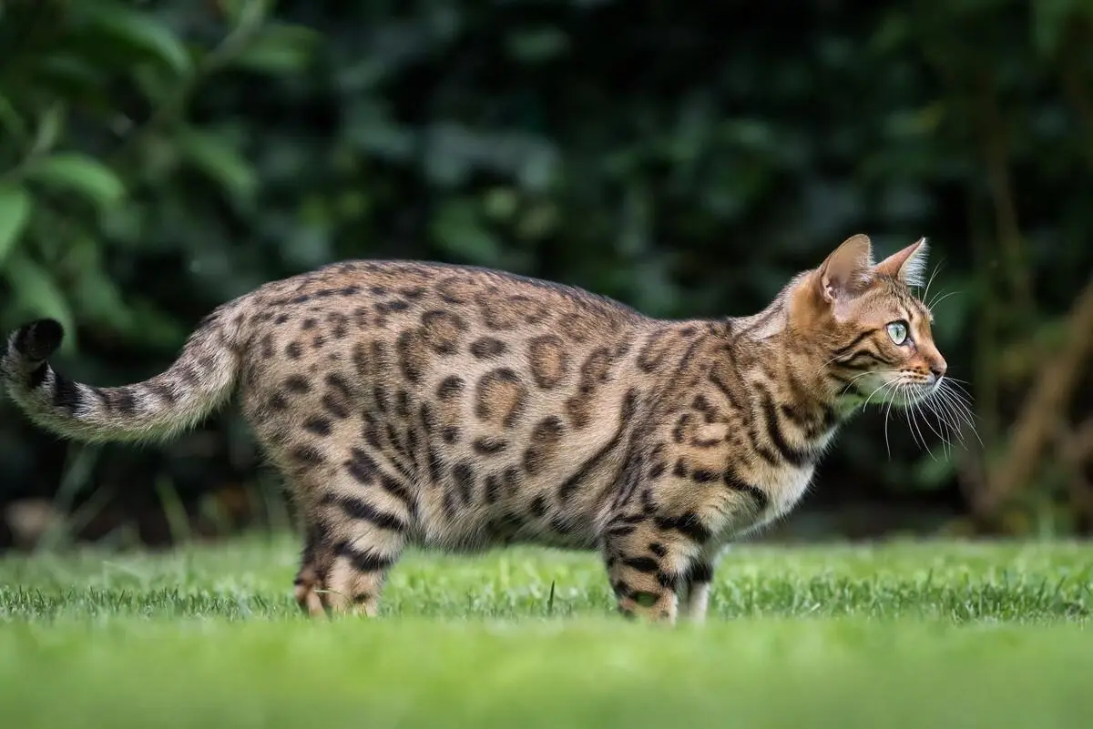 新手养猫，应该遵循三个简单原则