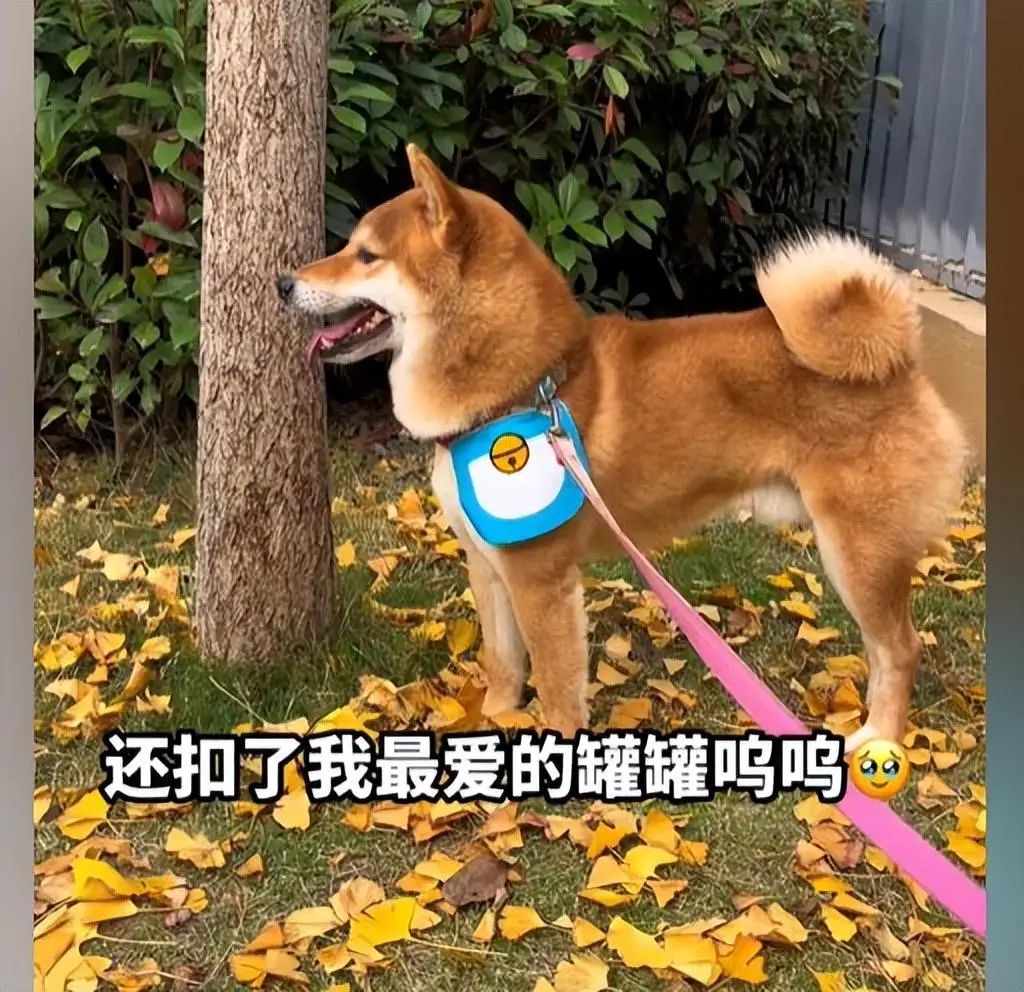 柴犬莫名其妙腿瘸了，狗界“奥斯卡”，有见识过吗？