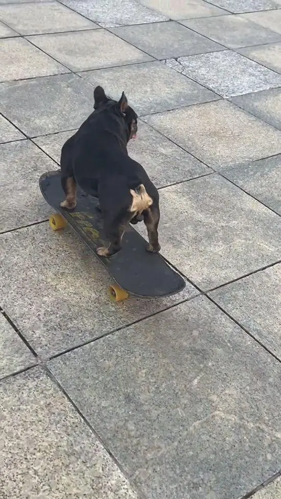 狗狗抢主人的滑板玩：人狗轮流上演追逐战，这只活宝真是挺有趣的