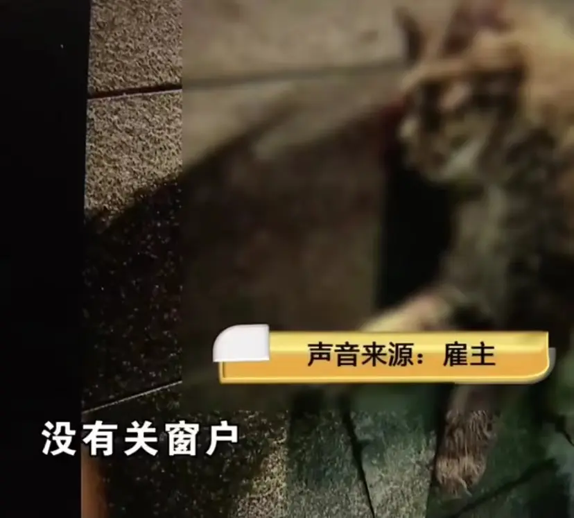 杭州市一只价值23万的缅因猫坠楼，保姆被追责：人能管得了畜生吗？