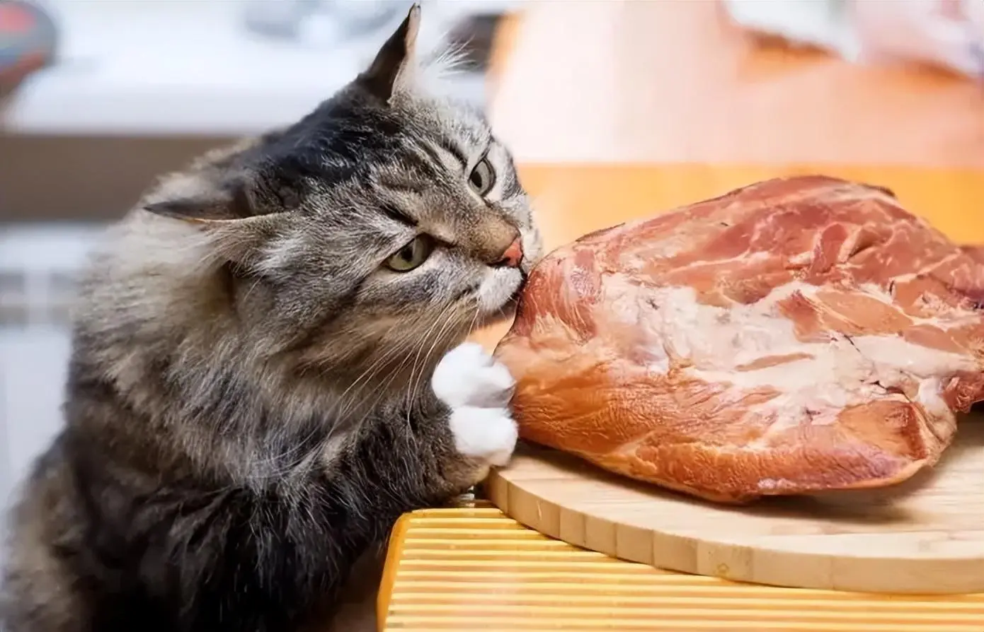 猫咪可以吃的“人类食物”，来瞅瞅你家猫爱不爱吃