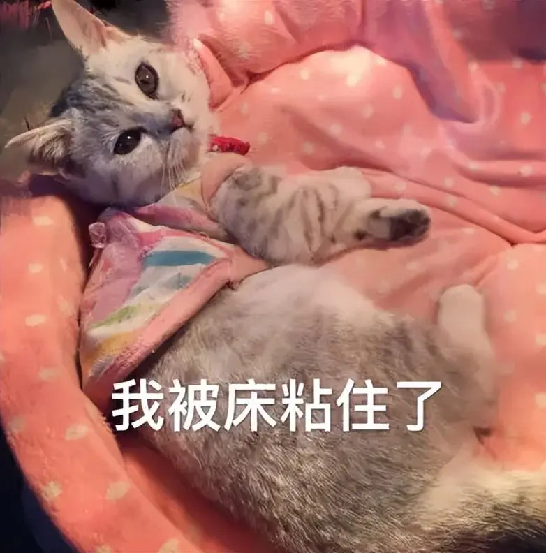 猫跟你“睡觉”，不是“喜欢”你，而是另有目的