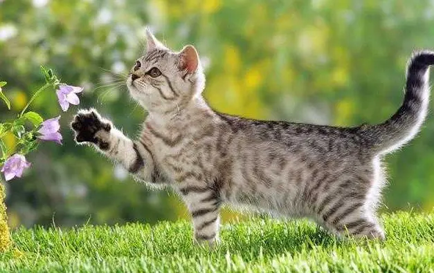 猫咪“尾巴”会说话，表示着自己当下的心情与情感