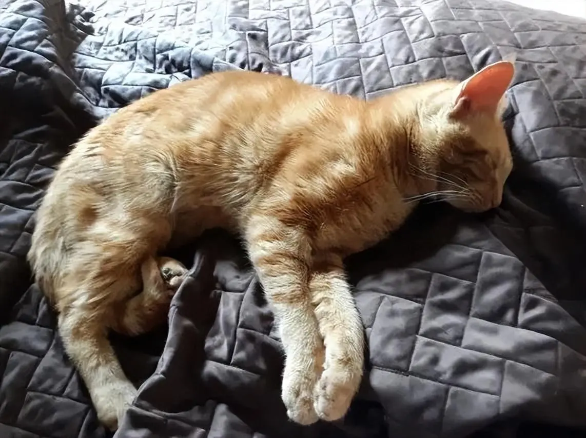 一只橘猫在床上呼呼大睡，女子打开家门时惊：我没有养猫啊！