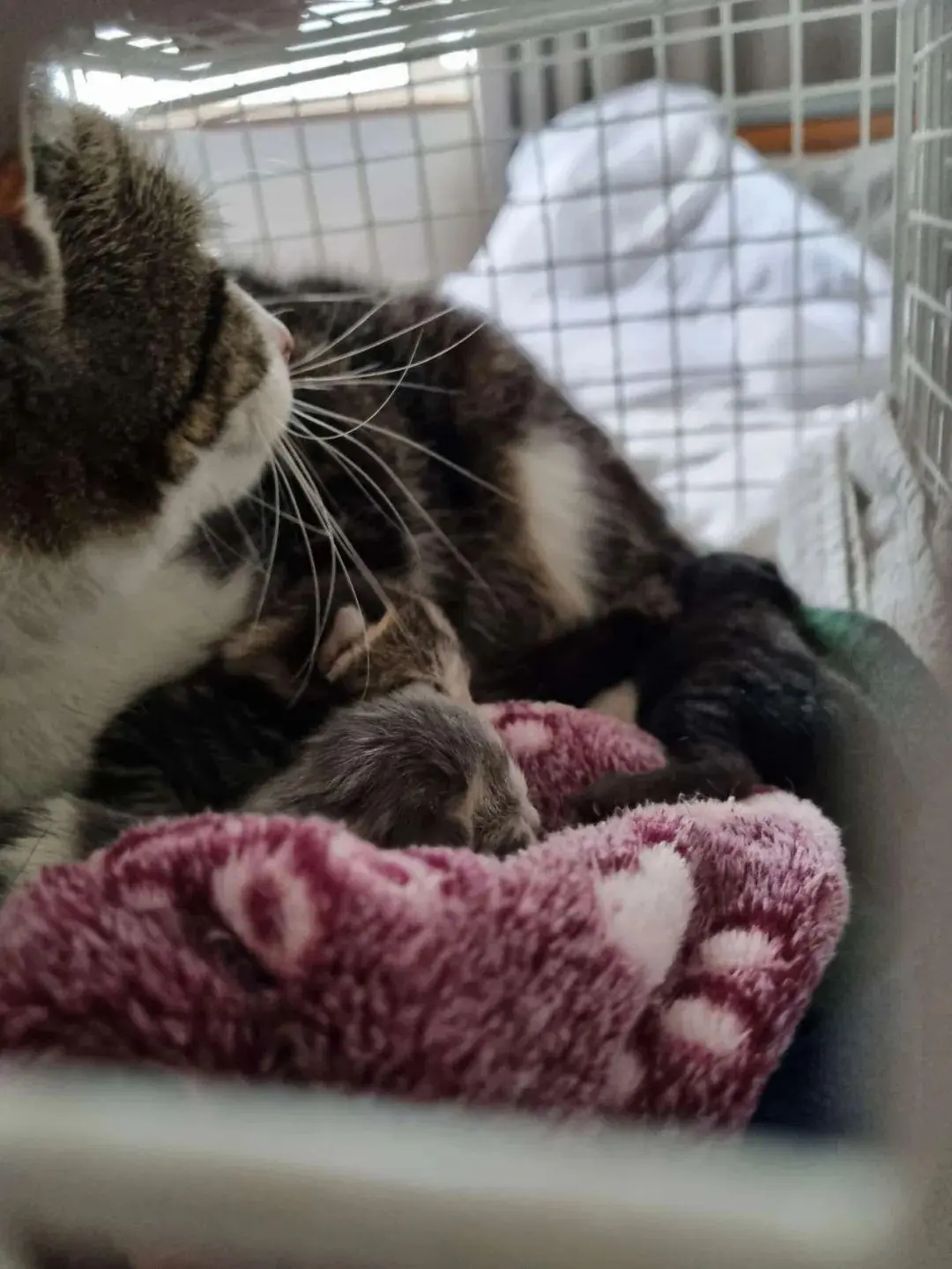 一家人发现一只流浪猫正在雨水槽里生小猫，随后拯救了6个生命