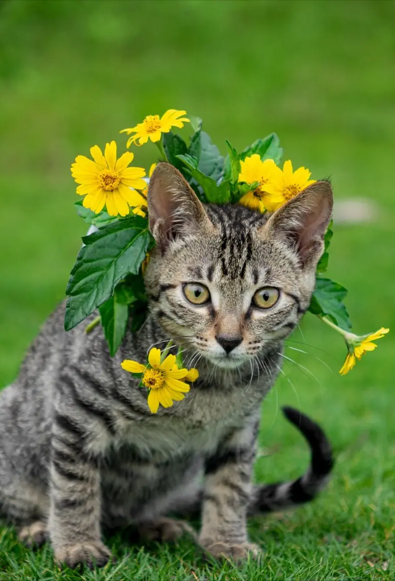 不同毛色的猫咪，它们的性格竟有所差异，准！