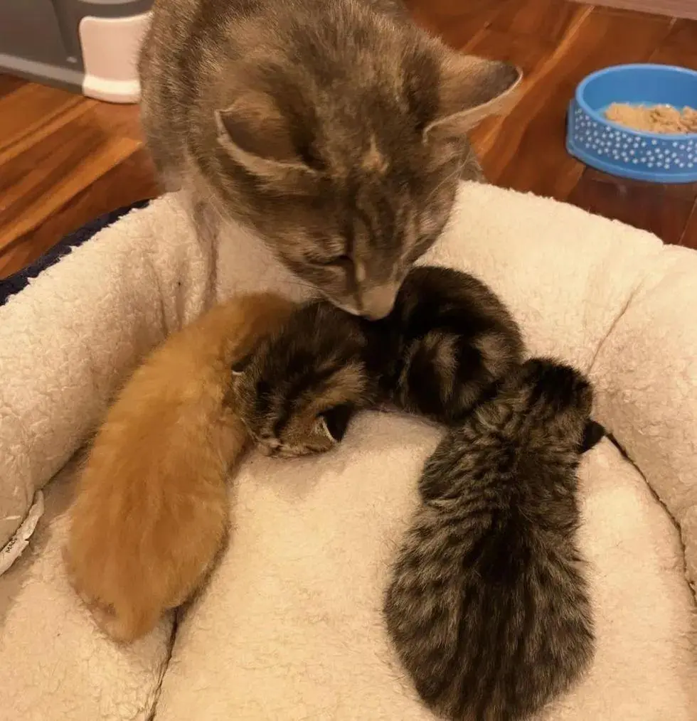 流浪猫妈妈带着三只小奶猫在树下避雨，住在附近一位好心人发现了它们