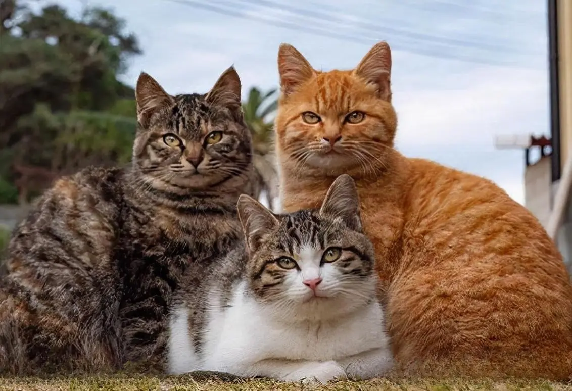 什么品种的猫比较适合当宠物？来了解下几种常见的宠物猫品种