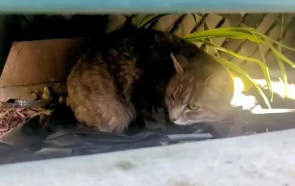 流浪猫妈妈带着三只小奶猫在树下避雨，住在附近一位好心人发现了它们