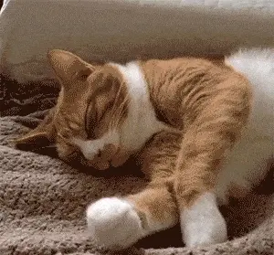 猫咪这样睡觉，其实是认主的表现，很多铲屎官都不懂！