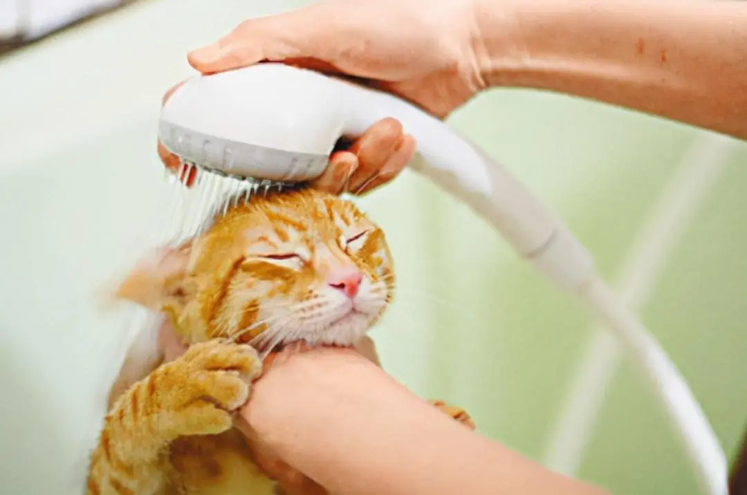 不能随便给猫咪洗这5个部位，保持“脏点”更健康！