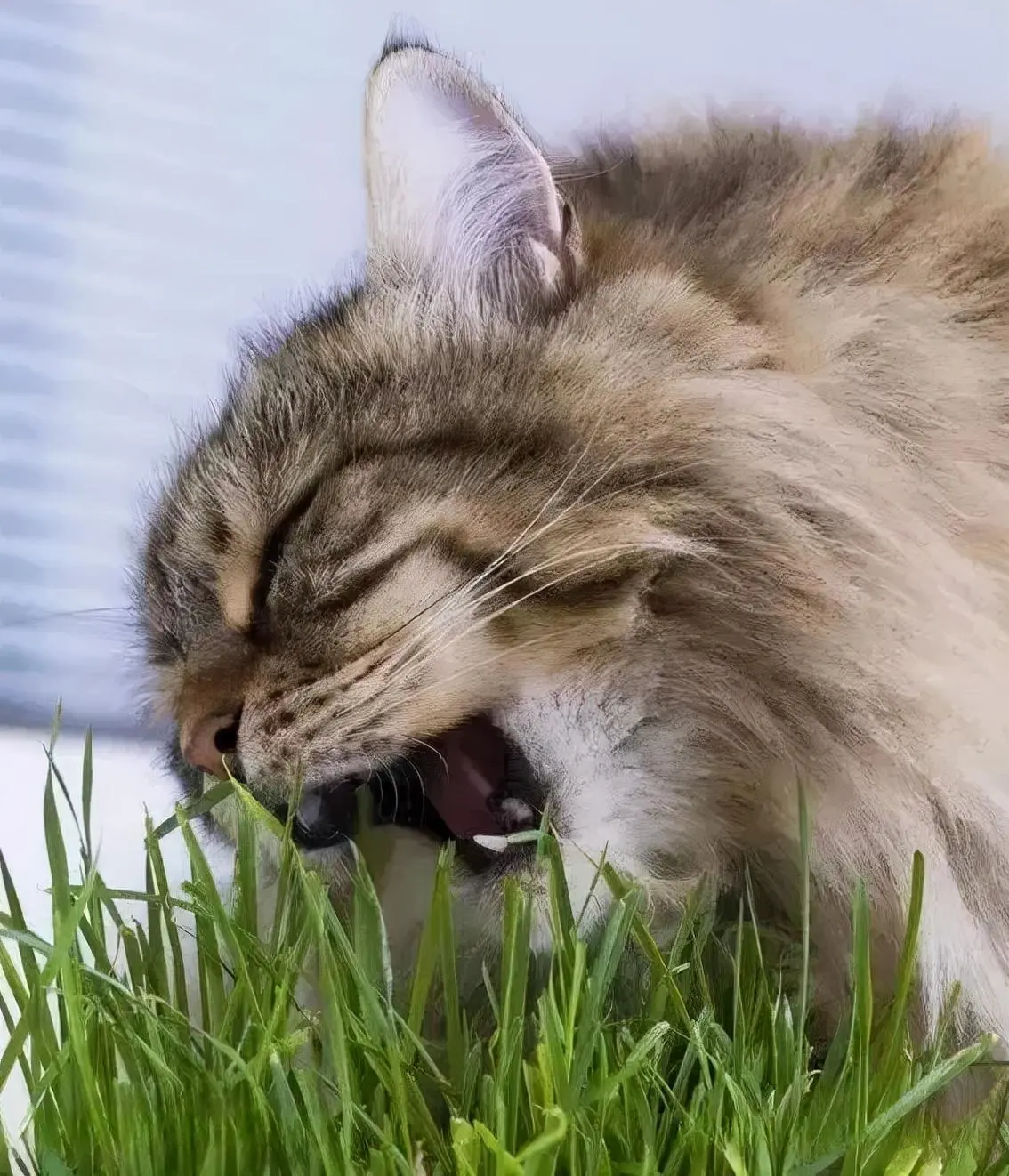 猫咪为什么要吃猫草？抱着一盆猫草可劲地啃