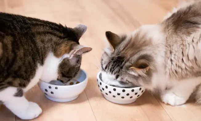 猫咪经常发出“干呕”的声音，是什么原因导致？