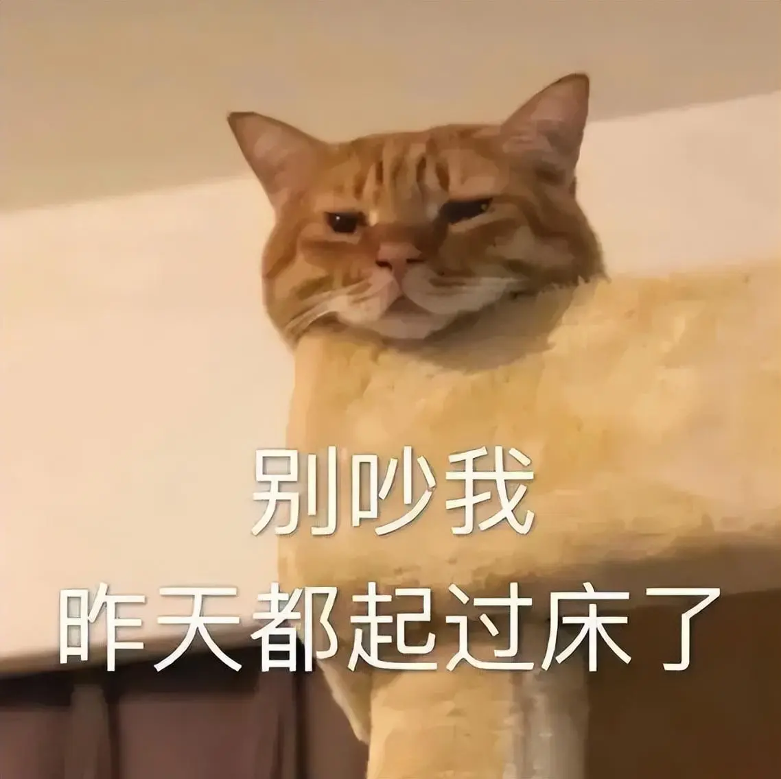 猫跟你“睡觉”，不是“喜欢”你，而是另有目的