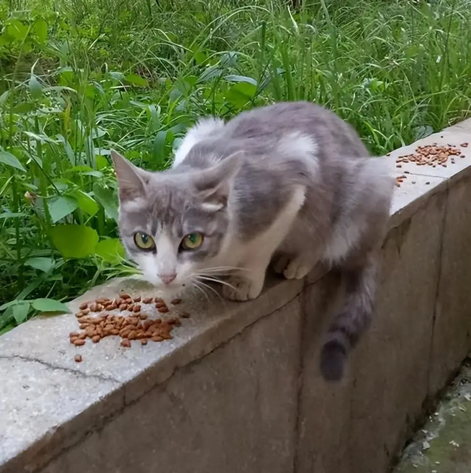 老祖宗说：不要养主动上门的猫！有以下这几个原因