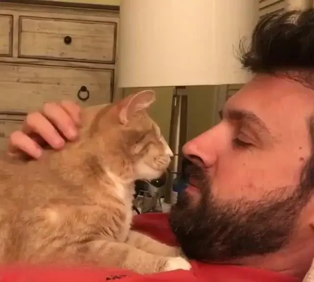 猫咪喜欢“鼻吻”主人，不同的场景，表达的意思都不一样