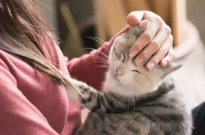 猫咪也有压力山大的时候，如何帮猫咪减轻压力？