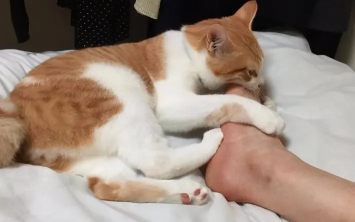 猫咪舔你的“手脚”，一般是出于什么目的？你还不知道吧