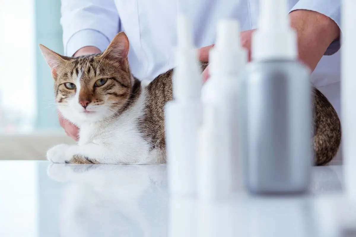 感染上猫传腹会导致什么后果？又该如何去发现和预防呢？