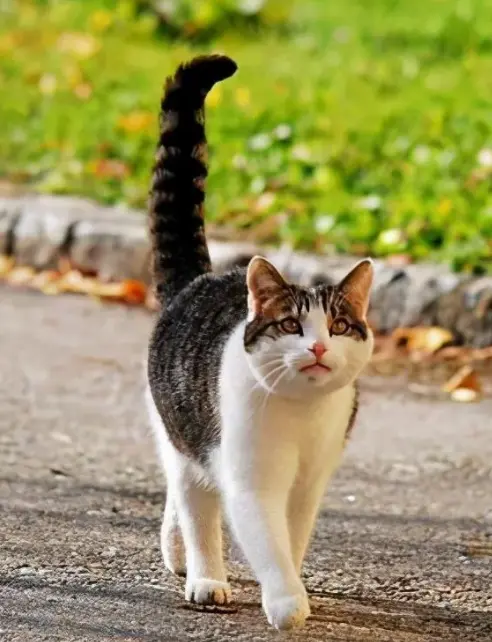 猫咪“尾巴”会说话，表示着自己当下的心情与情感