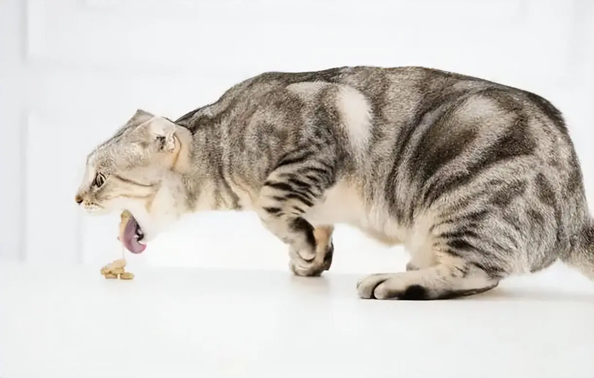 有“毛球症”的猫咪，需要及时给它排出毛球！否则出会现下面这些症状