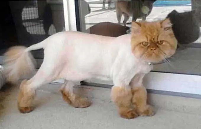 夏天给猫咪“剃光毛”的危害，别担心猫咪在夏天会太热、中暑