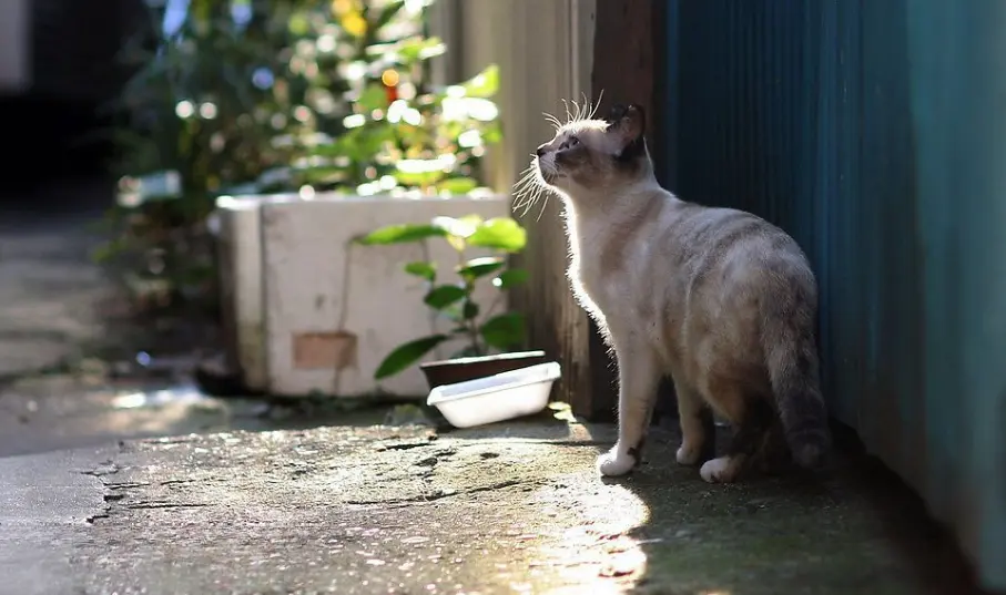 老祖宗直言：有这几个特征的猫，旺财旺家旺主人哦~