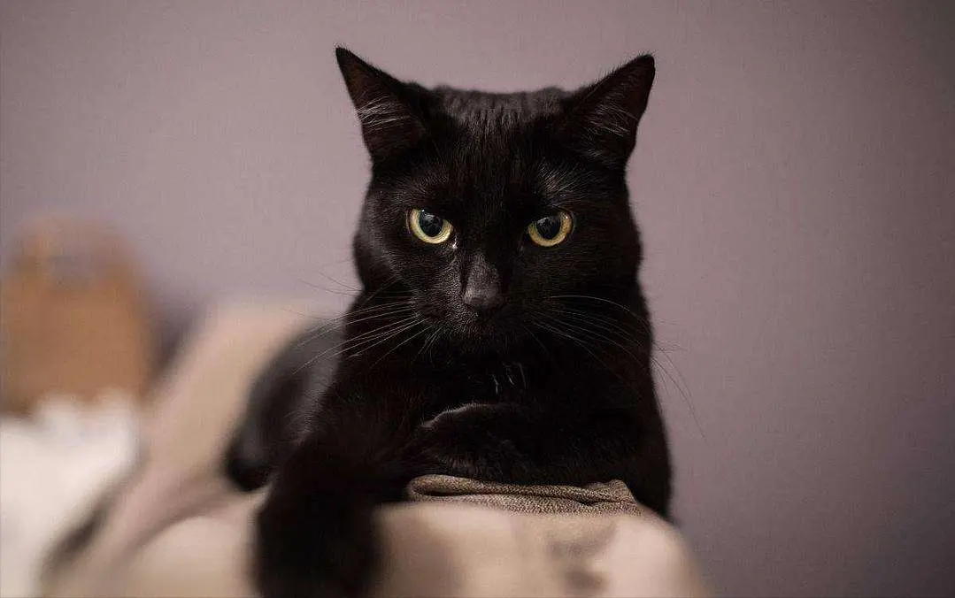 黑色的猫不能养，背后到底有什么隐情？