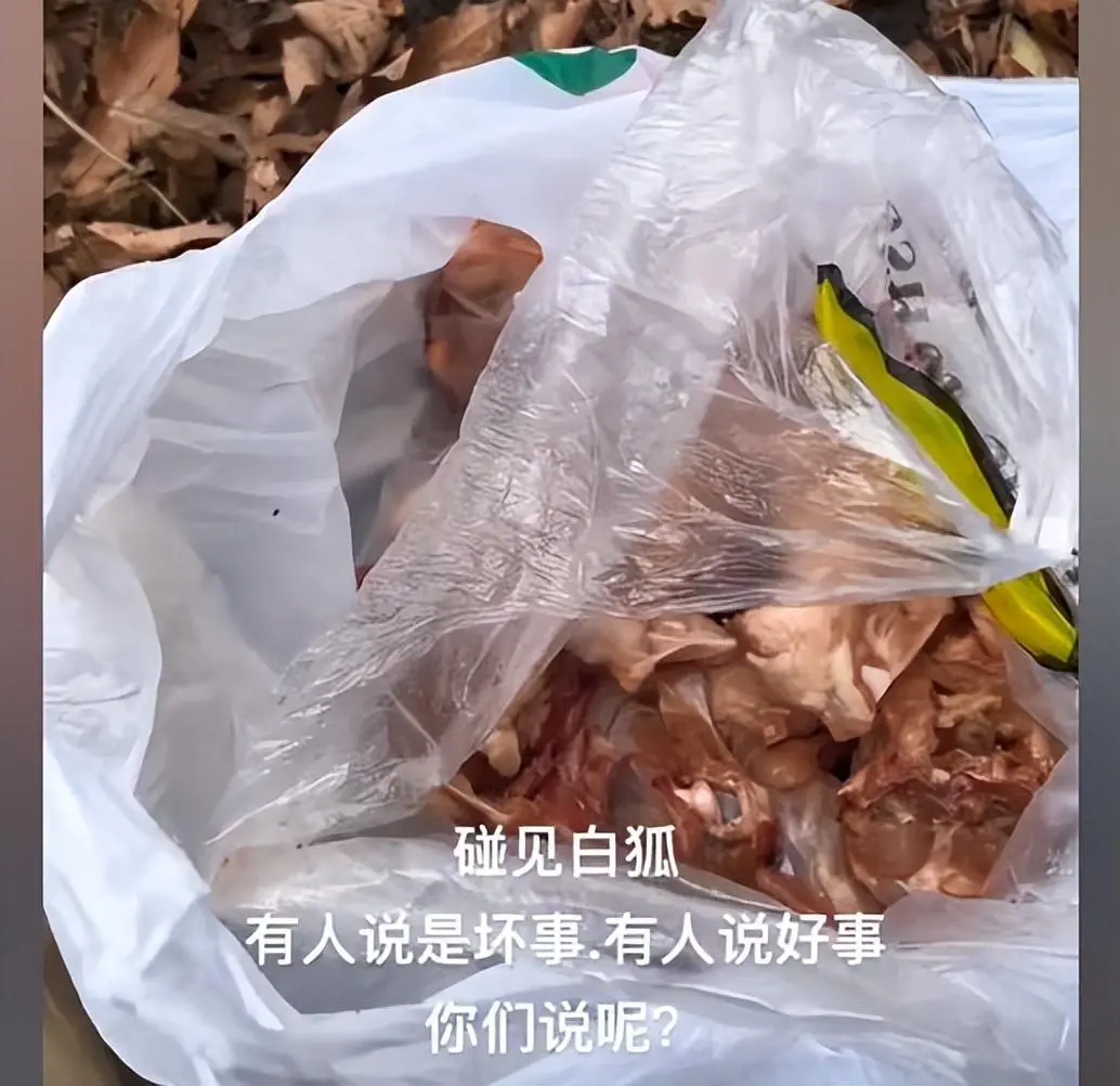 小哥投喂白狐后，被白狐带领着去见同伴：保持一颗友善的心