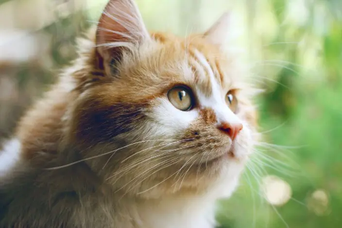 猫咪是否健康，看猫咪这些地方就能知道了！