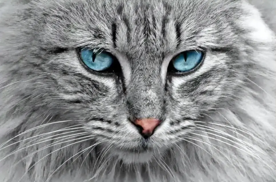 猫咪眼睛的“秘密”，可以看见一些我们人所看不见的东西