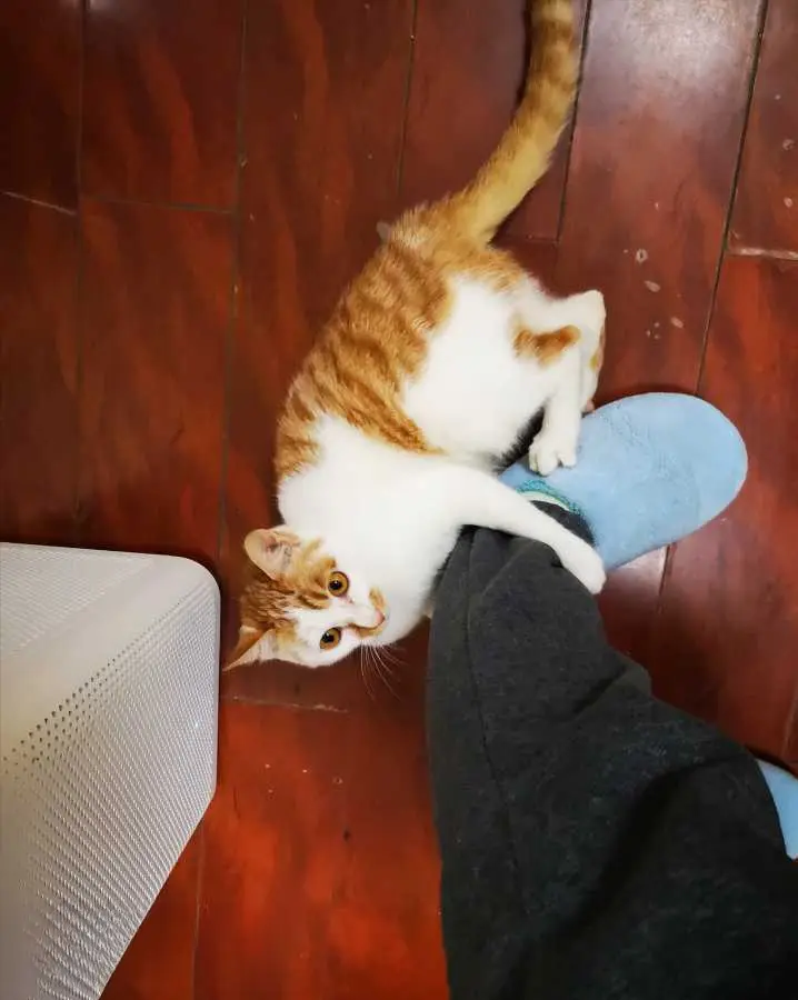 猫咪抱人的大腿，有这几个意思，你知道是什么意思吗？