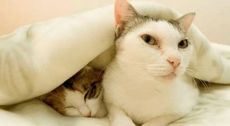 别怀疑了！猫咪爱睡在哪里，其实和主人有关系！