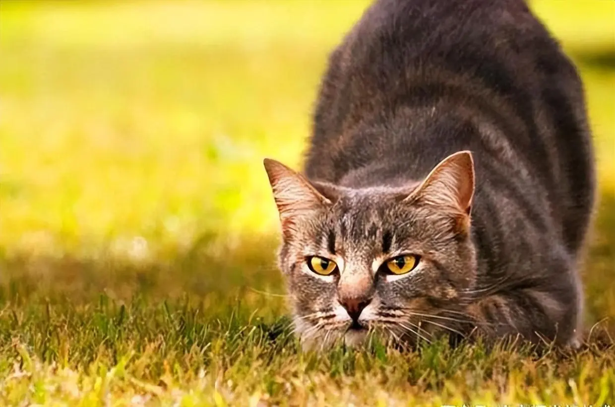 猫为“拱背”的8大原因，你知道吗？