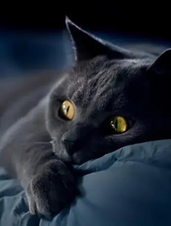 原来黑猫这么“吓人”，喜欢的人少之又少