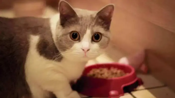 怎样选出优质猫粮？学会以下这些方法，你也能挑到一款好猫粮