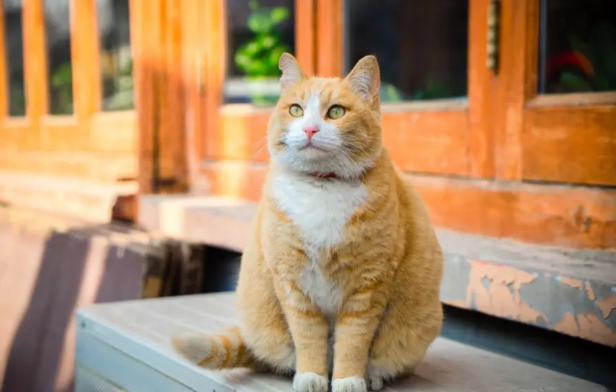 老祖宗直言：有这几个特征的猫，旺财旺家旺主人哦~