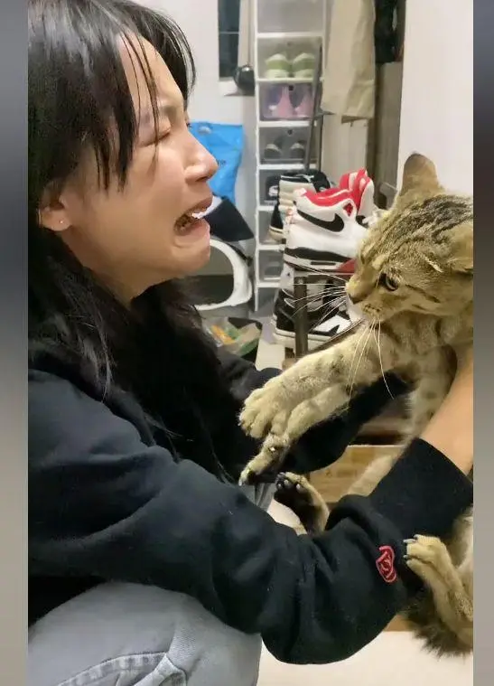 猫咪偷吃花15元买的麻薯，故事中的这个狸花猫，生生给主人弄哭了