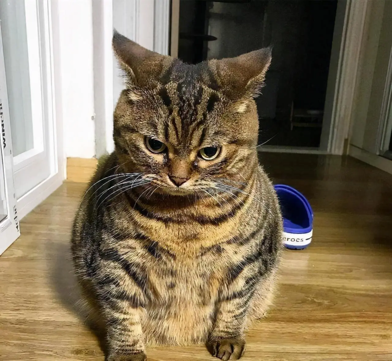 当“狸花猫”闯祸犯错后，不管多生气，切记这5个地方不能打