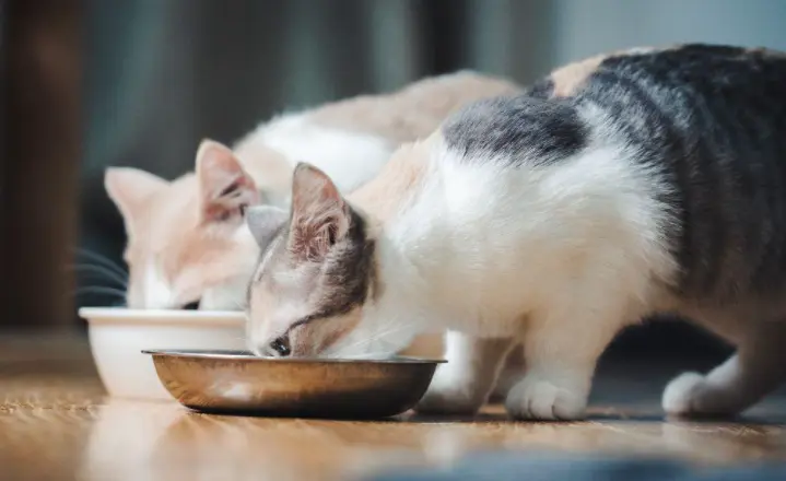 猫咪肠胃不好的情况，吃什么对肠胃好？
